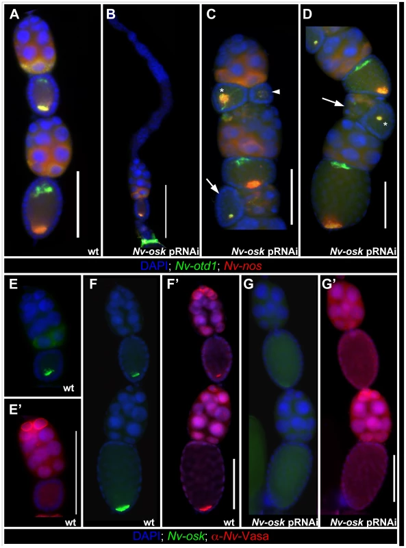 Effects of <i>Nv-osk</i> pRNAi during oogenesis.