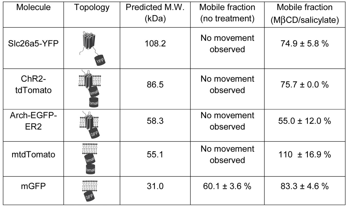 Topology, molecular weight, and mobile fractions before and after treatment of Slc26a5 and four heterologously expressed membrane proteins.