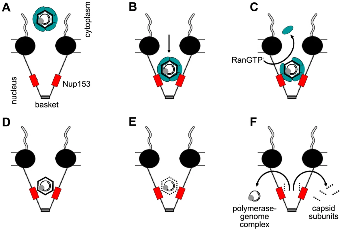 Schematic model of intranuclear basket events leading to genome release from the hepatitis B virus capsid.