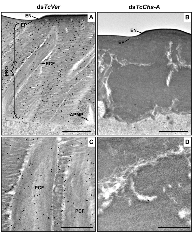 Wheat germ agglutinin (WGA)-gold labeling TEM of dorsal elytral cuticle of <i>T</i>. <i>castaneum</i>.