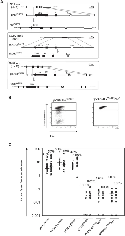 Hypermutation of the <i>GFP2</i> reporter at <i>non-Ig</i> loci in the presence of the ‘<i>W</i>’ fragment.