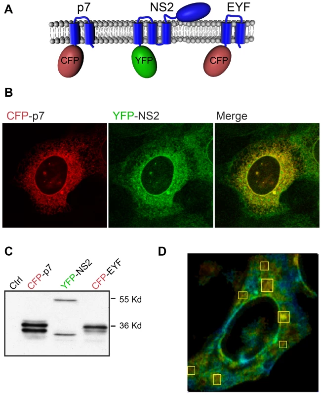 NS2 and p7 interact in FRET-FLIM analyses.