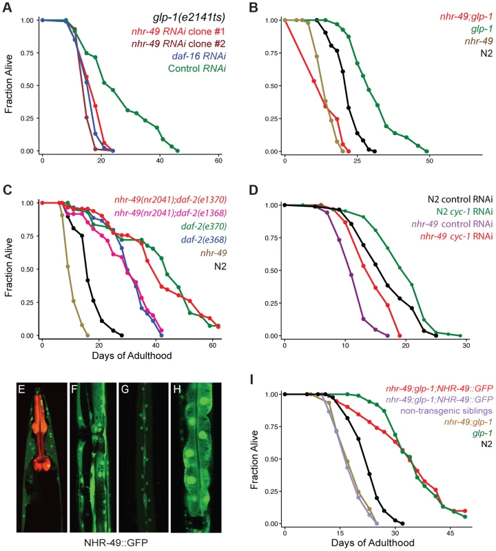 NHR-49 is essential for the longevity of germline-depleted animals and is widely expressed in somatic cells.