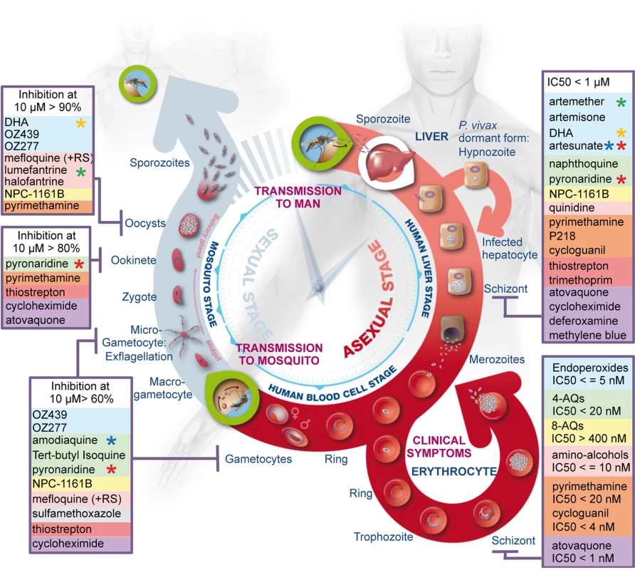 Summary of the activity of the most widely used antimalarials throughout the life cycle of <i>Plasmodium</i>.