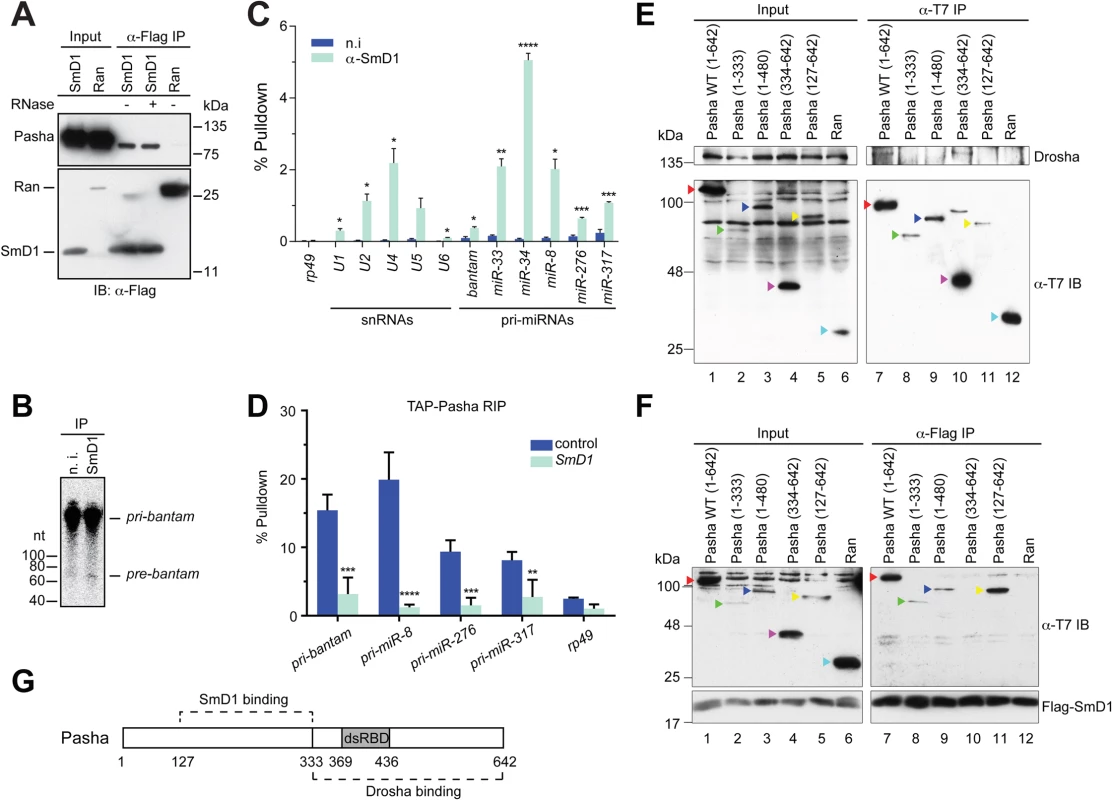 SmD1 interacts with the microprocessor component Pasha and pri-miRNAs.