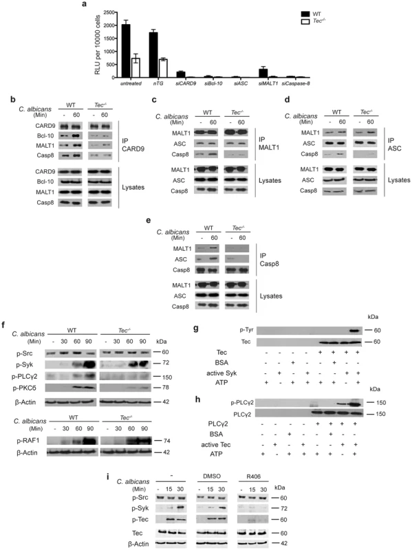 Tec is required for the assembly of the caspase-8 inflammasome.