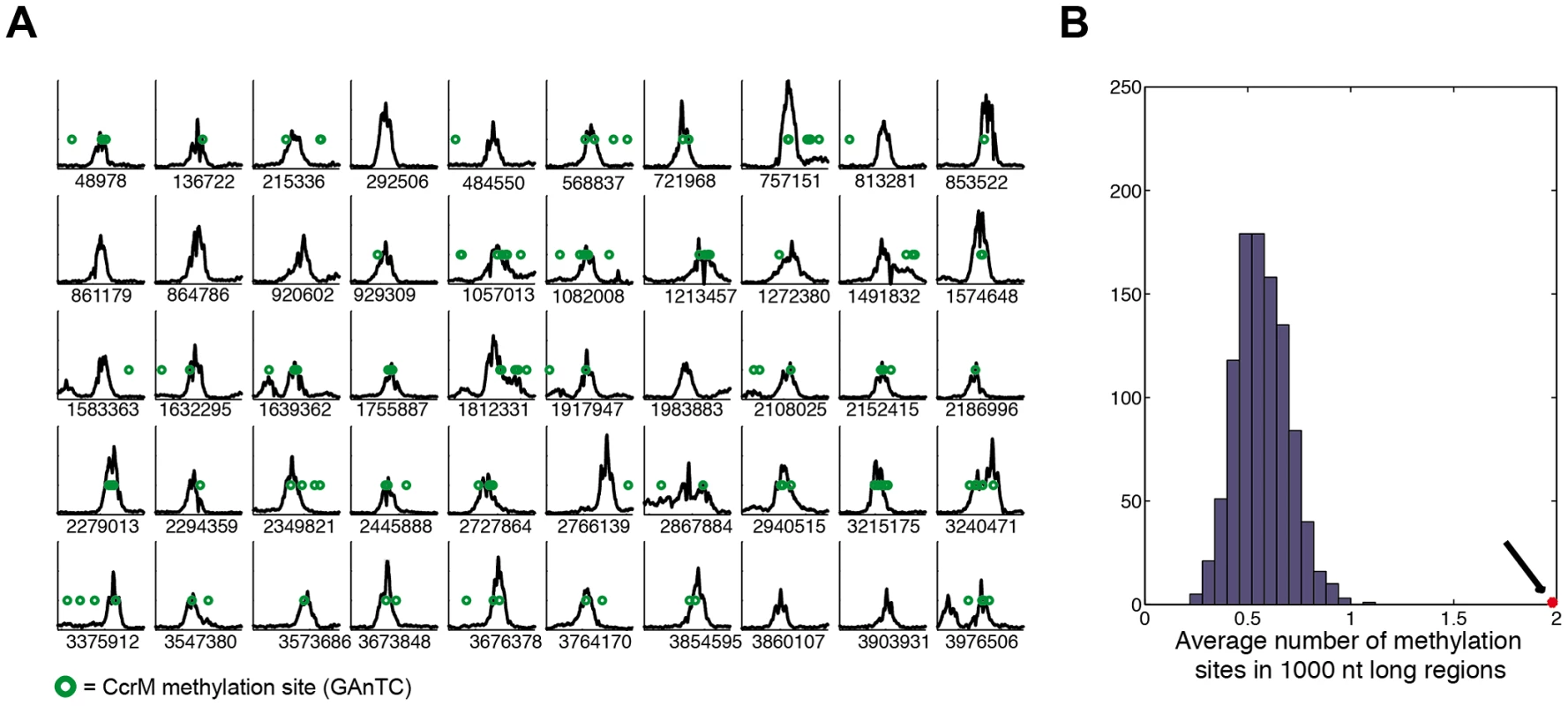 Chromatin Immunoprecipitation and deep sequencing (ChIP–Seq) of GcrA-bound genomic sequences are enriched in methylation sites.