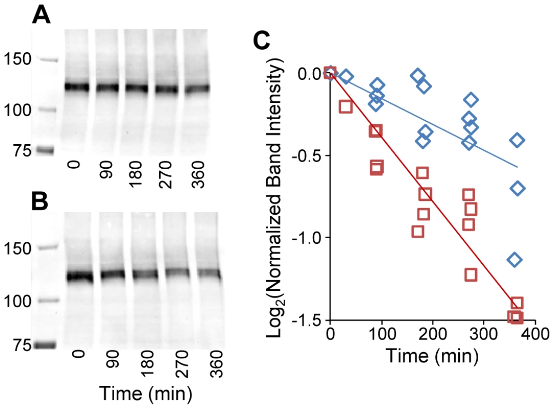 Gly661Arg-mutated ADAMTS10 decays more rapidly than does normal ADAMTS10.
