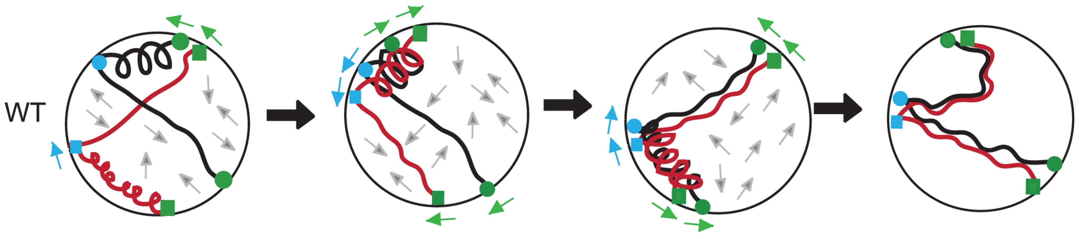 A mechanical model for homolog pairing.