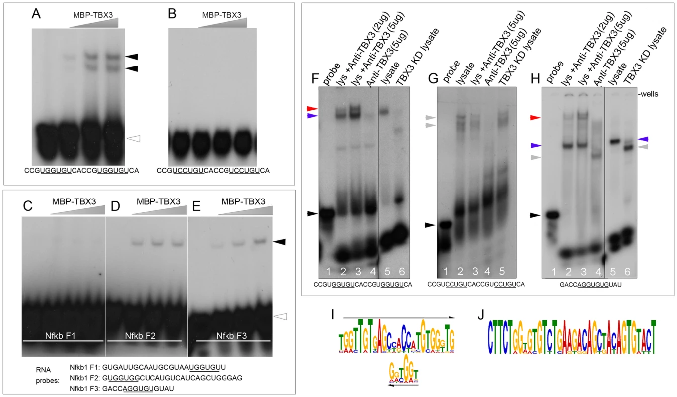 TBX3 binds TBE-containing RNAs directly.