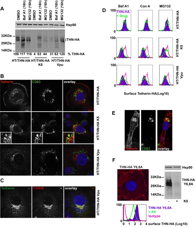 Effects of proteasomal and endosomal inhibitors on tetherin levels and localization in cells expressing K5 and Vpu.