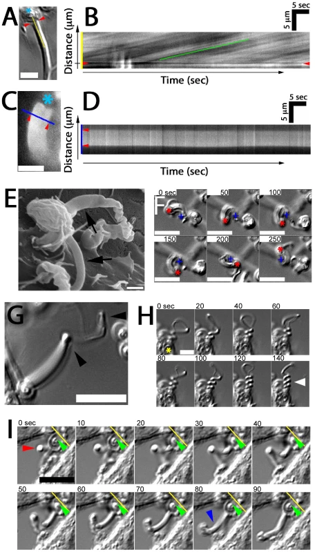 Fungipod dynamics.