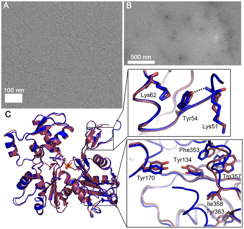 <i>Plasmodium</i> actin I–α-actin chimera forms long filaments.