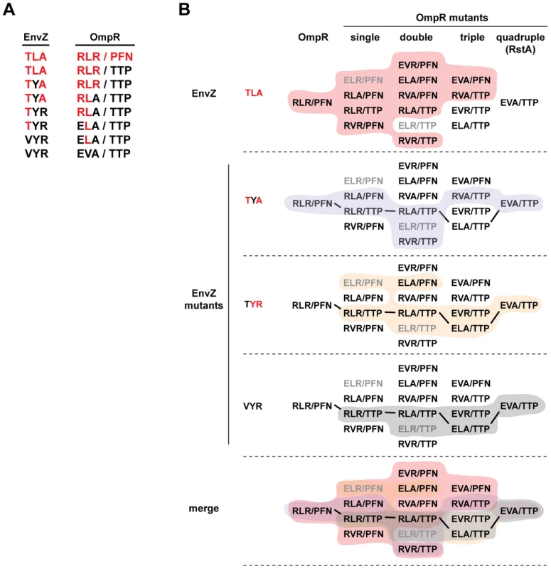 Mutational trajectories from EnvZ/OmpR to RstB/RstA.