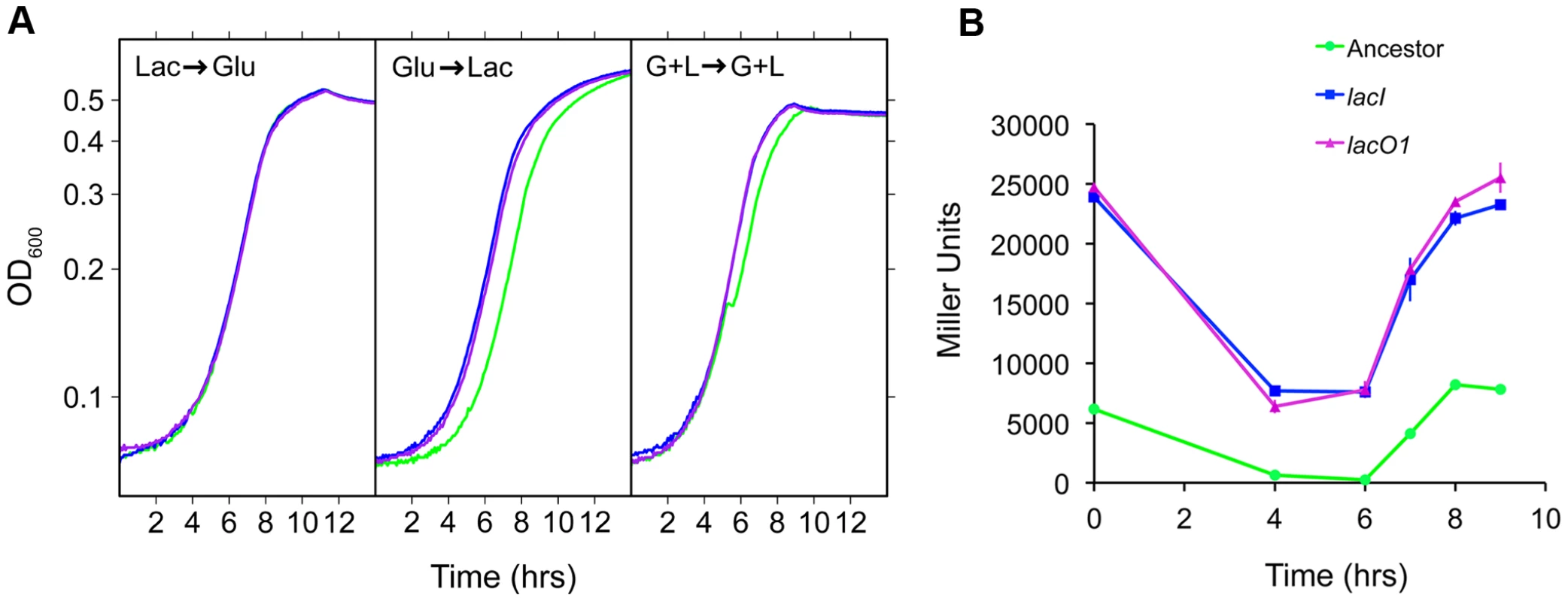 Physiological characterization of <i>lac</i> mutants.