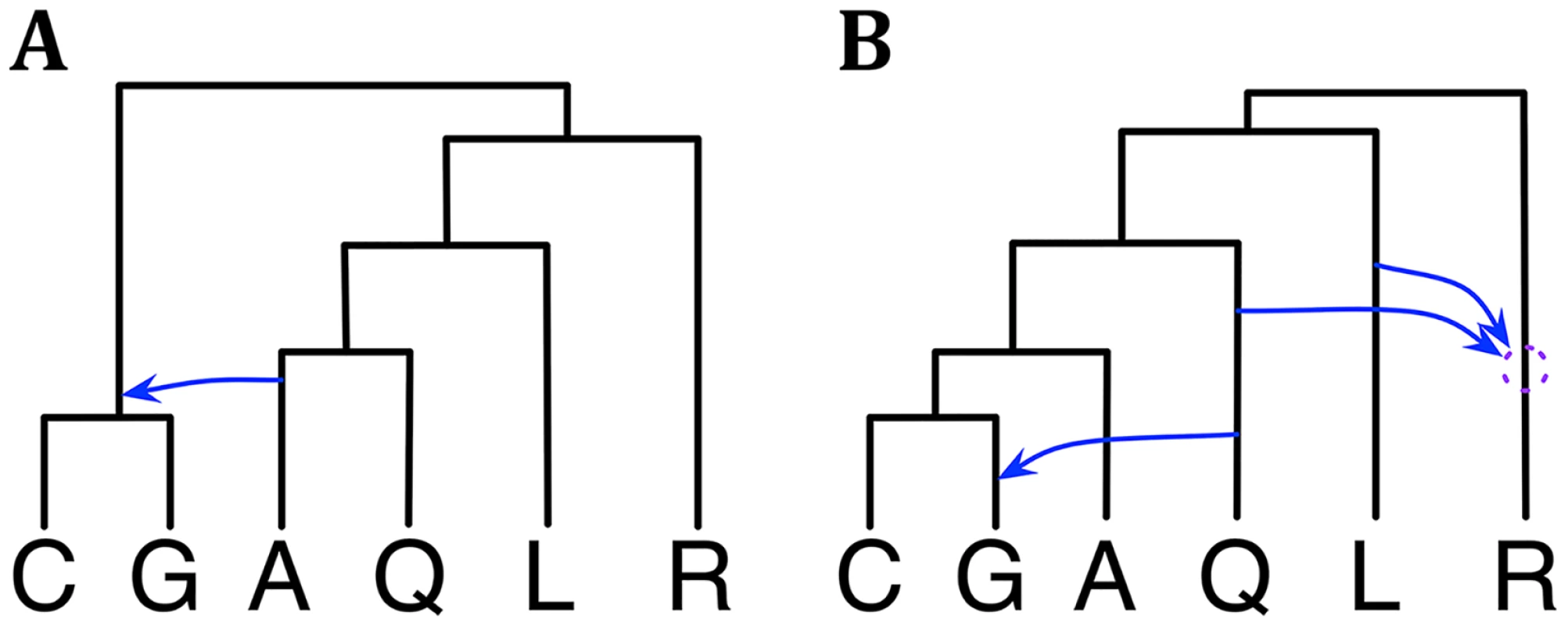 Phylogenetic history of the six mosquito genomes.