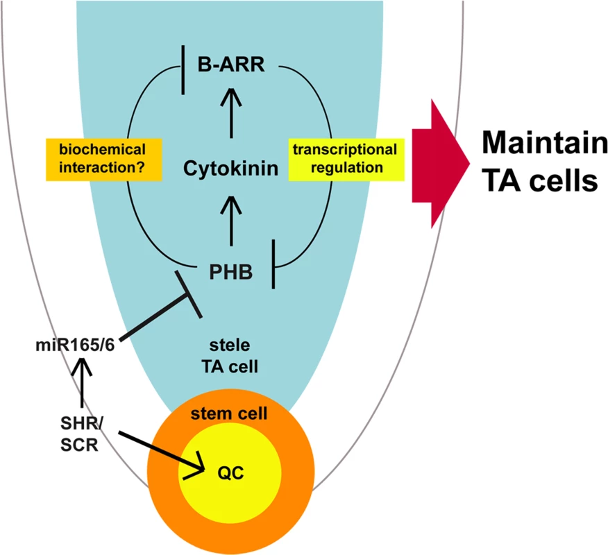 A model of SHR-PHB-cytokinin signaling in post-embryonic root growth.