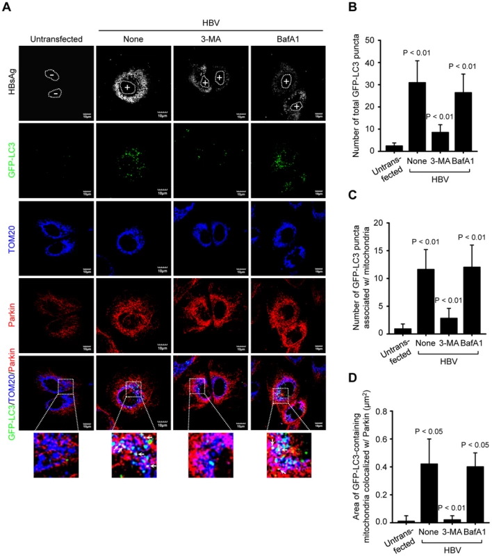 HBV induces mitophagosomes.