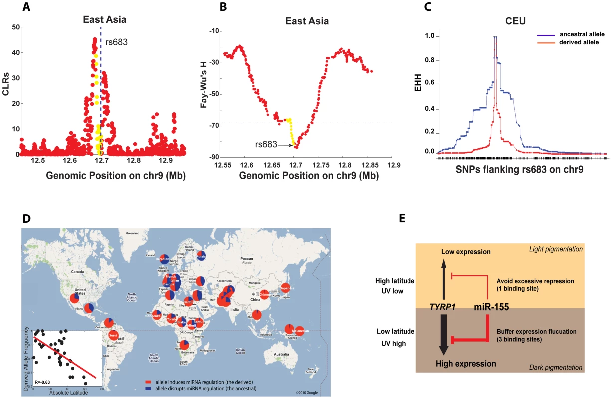 Population analysis of the miR-155 binding sites on <i>TYRP1</i>.