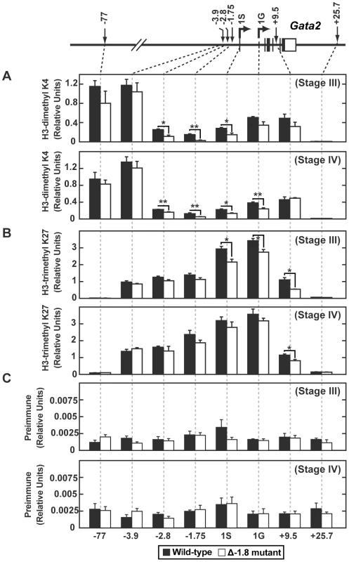 Loss of the −1.8 kb site alters dimeH3K4 and trimeH3K27 marks in Stage III and IV erythroblasts.