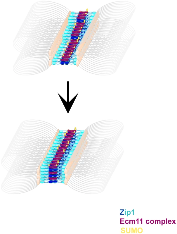 A model describing the multimeric assembly of Zip1, Ecm11 and SUMO within SC.