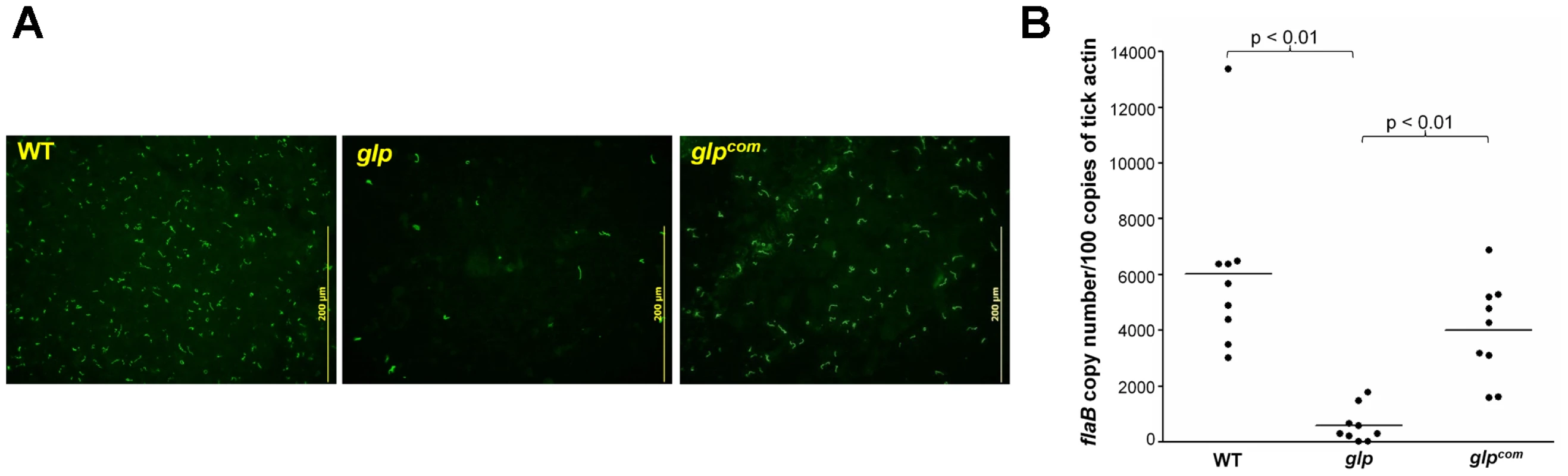 Glycerol transport/metabolism is important during tick residence.