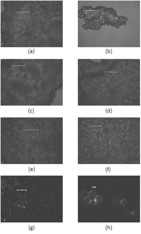 Picture of optical microscope analysis (a) – E0.1-200, (b) – E1-200, (c) – E0.1-400, (d) – E1-400, (e) – E0.1-600, (f) – E1-600, (g) (h) – R; bar corresponds to 10 μm (a, b, c, d, e, f) 500 μm (g) and 100 μm, respectively (h)