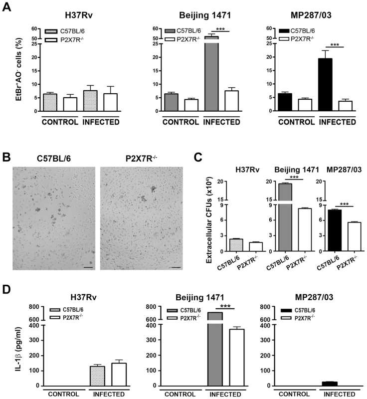 Induction of necrotic cell death and the release of bacteria and IL-1β in P2X7R<sup>−/−</sup> and C57BL/6 BMDMs infected with hypervirulent mycobacteria.