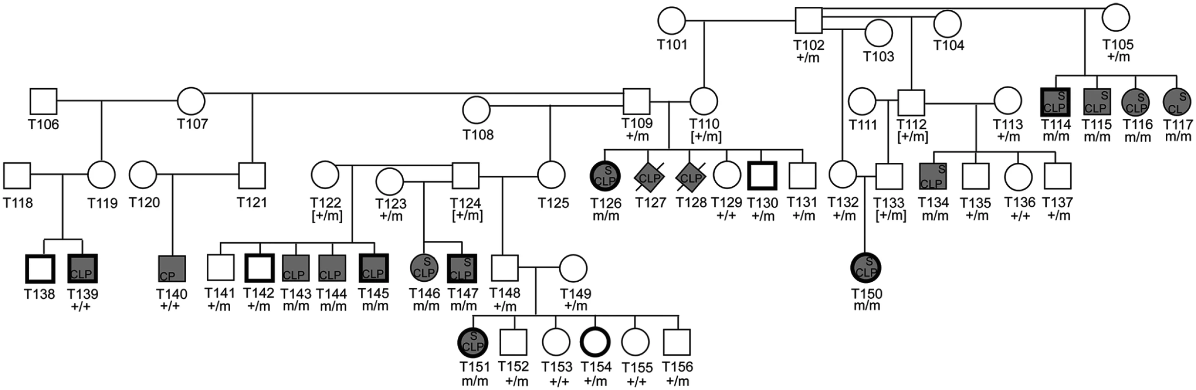 Pedigree of NSDTR families depicting segregation of the phenotype with the <i>ADAMTS20</i> deletion.