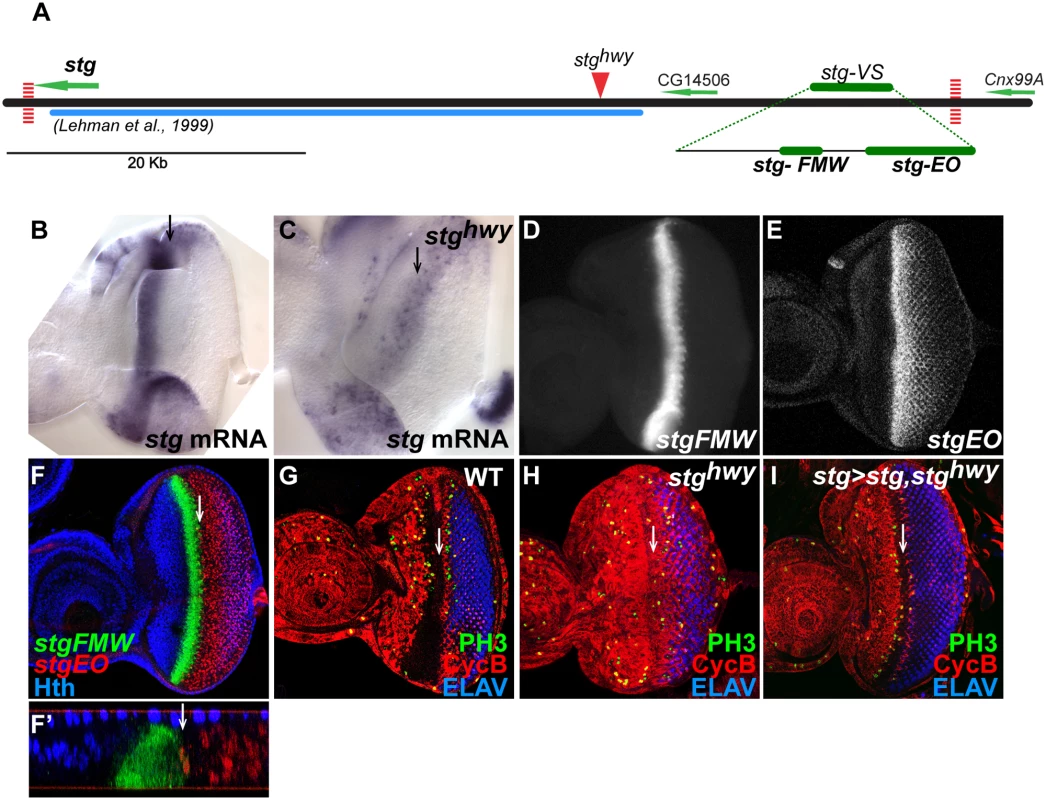 Identification of eye-specific <i>stg</i> CREs.