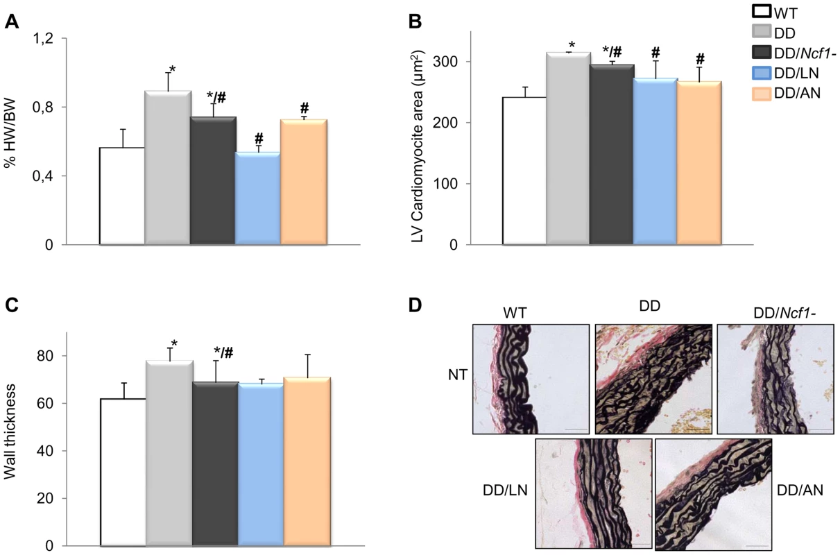 Histopathological analyses of hearts and aortic walls.