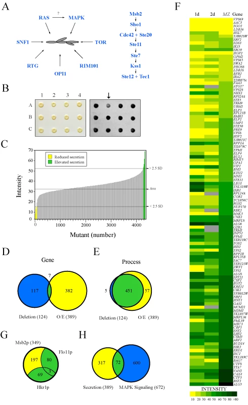 Secretion profiling of Msb2p.