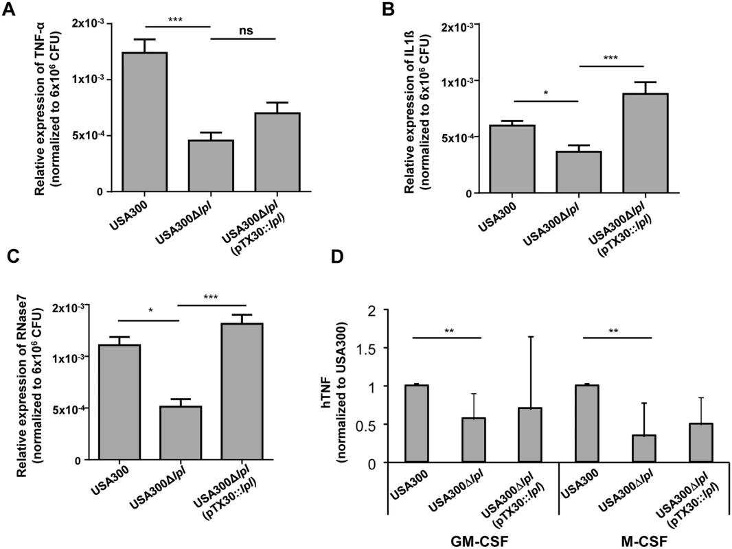 Cytokine and antimicrobial peptide (AMP) expression in differentiated primary human keratinocytes and macrophages.