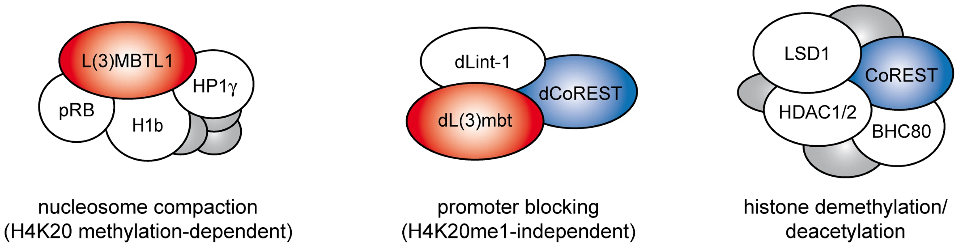 L(3)mbt and LSD1/CoREST complexes.