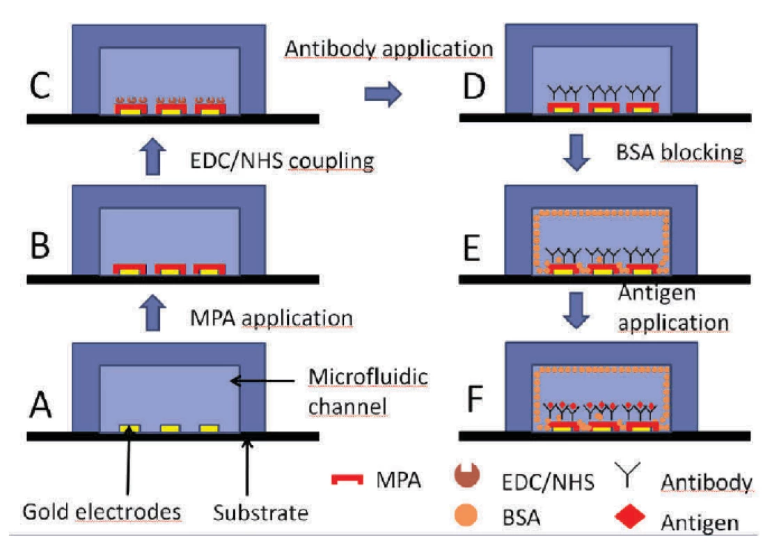 Description of the utilized immunoassay.
