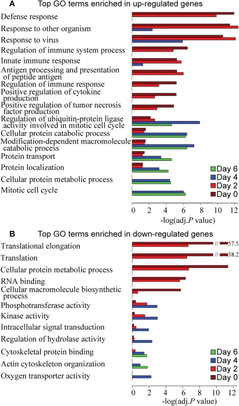 Top GO terms enriched in differentially expressed genes over the course of 6 days after influenza virus infection.