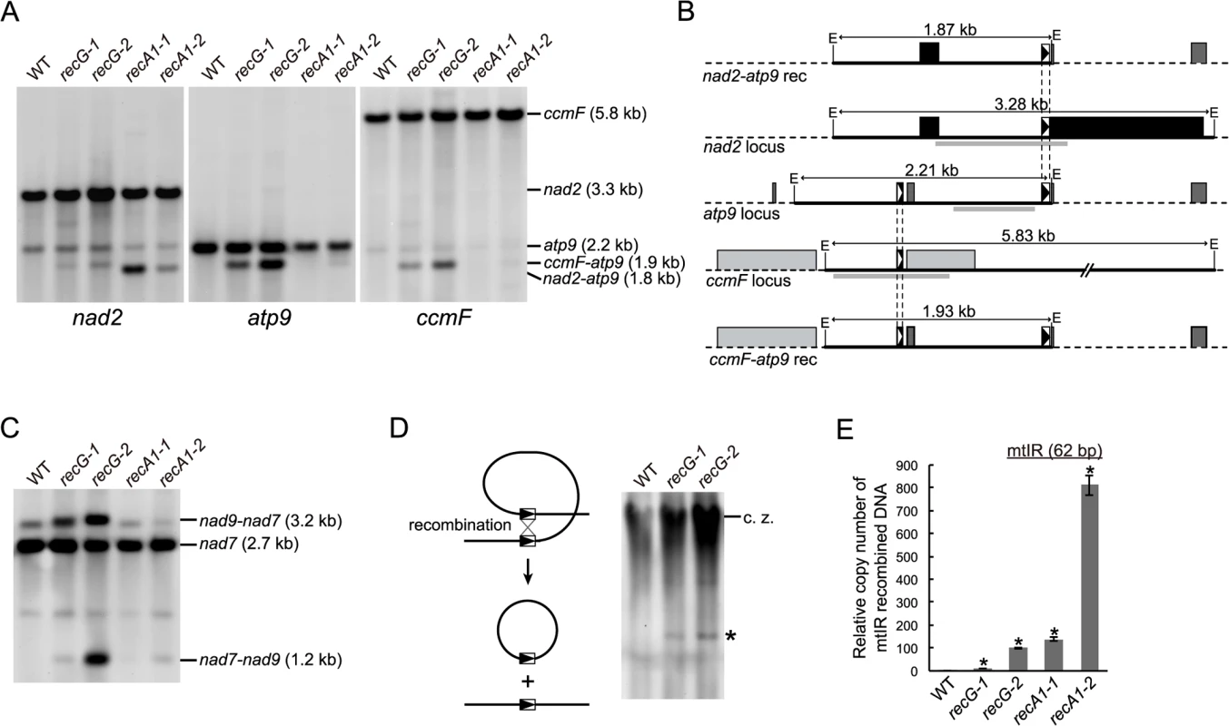 mtDNA rearrangements in <i>RECG</i> KO lines.