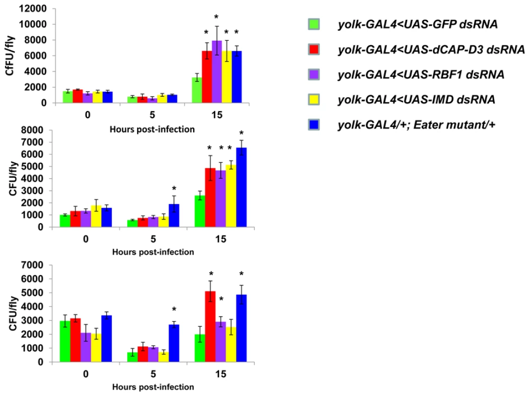 RBF1 and dCAP-D3 are necessary for the ability to clear bacteria <i>in vivo</i>.