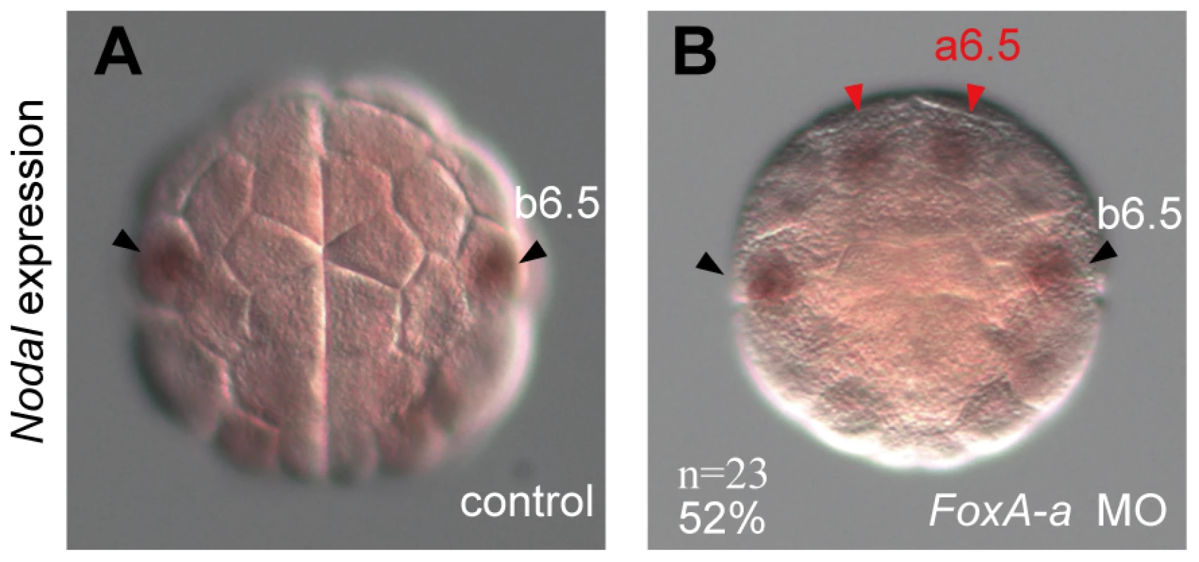 <i>FoxA-a</i> negatively regulates <i>Nodal</i> expression in the anterior neural cells.
