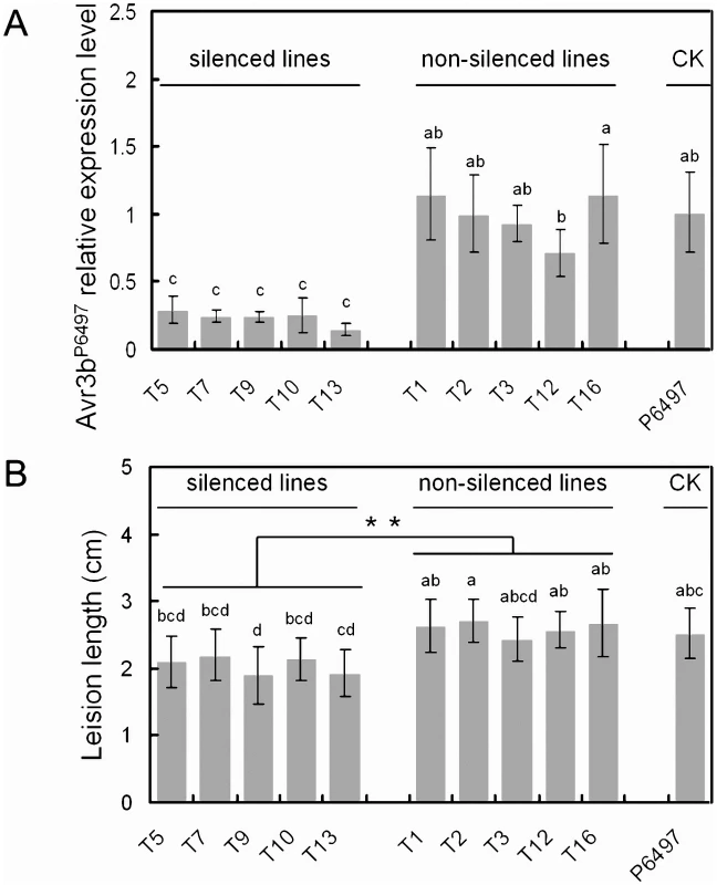 Transient silencing of Avr3b impaired <i>P. sojae</i> virulence on soybean.