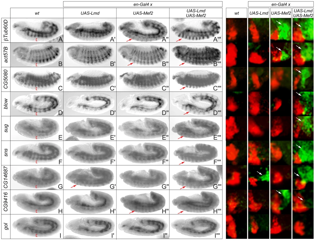 Ectopic expression of Lmd and Mef2 reveals differential regulatory influence on target gene expression.