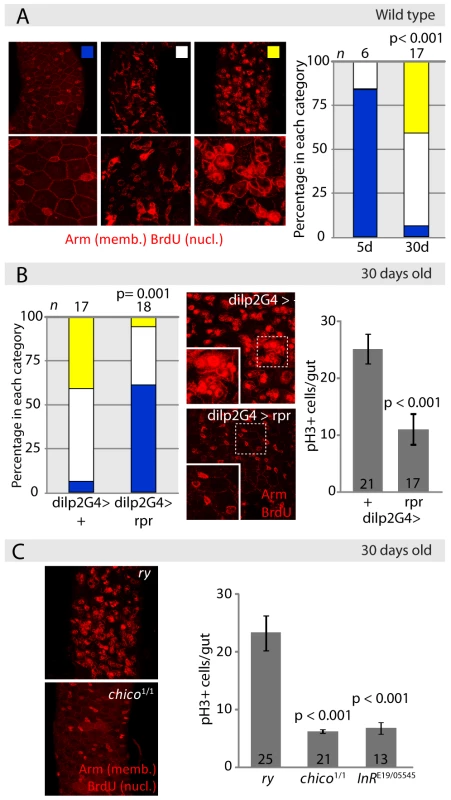 Reduced IIS activity delays tissue degeneration in the intestine.