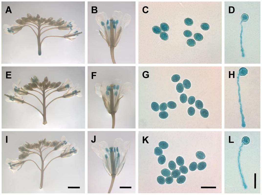 <i>MYB97</i>, <i>MYB101</i> and <i>MYB120</i> were expressed in pollen grains and pollen tubes.