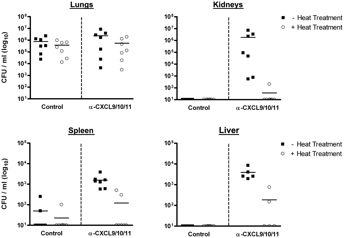 Dissemination of <i>B. anthracis</i> from initial sites of infection in the airways.