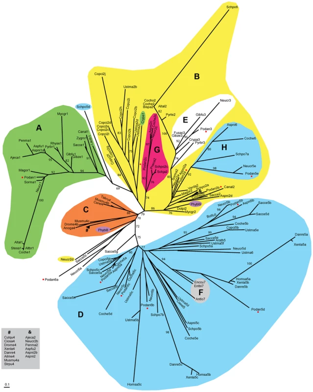 Unrooted phylogram for the HMG-box superfamily.