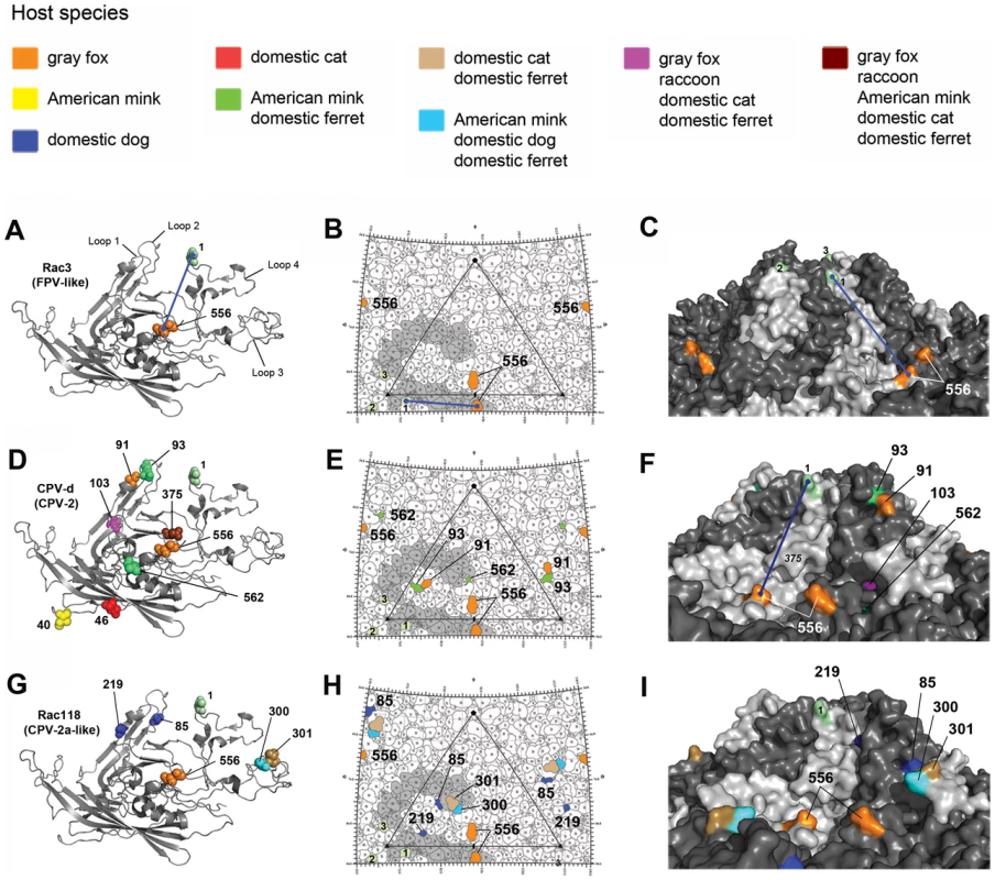 Structural location of the VP2 capsid mutations arising during experimental evolution studies in the six different hosts.