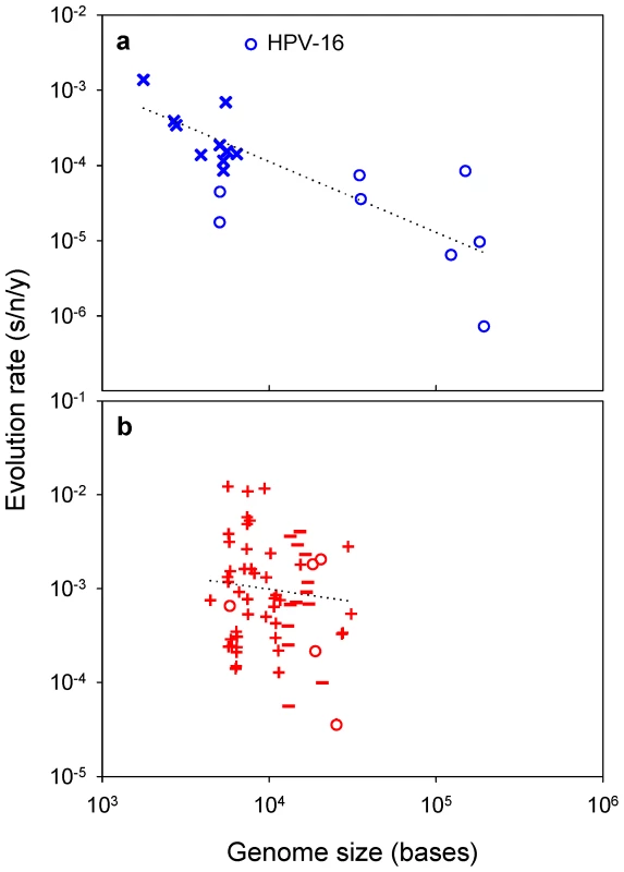 Viral evolution rate versus genome size.