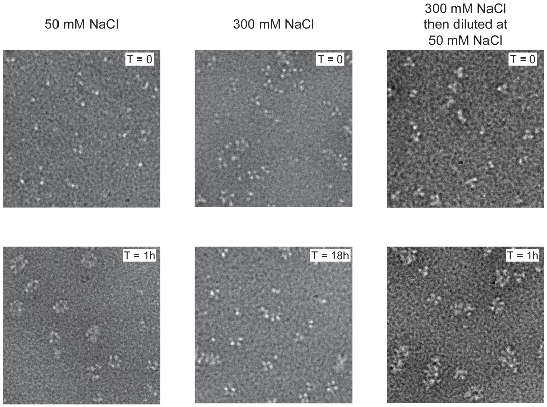Kinetics of nucleoprotein-RNA ring formation.