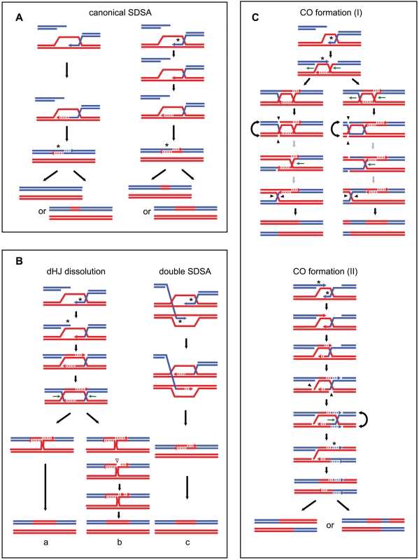 MMR–dependent conversion of transient hDNAs reconciles strand transfer patterns observed in the presence of Msh2 with those observed in the absence of Msh2.