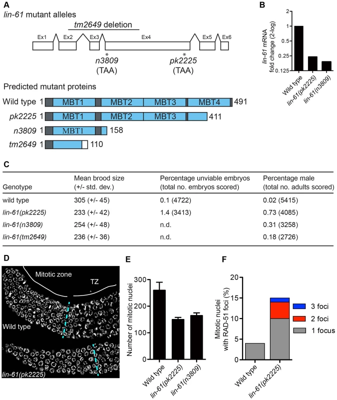 <i>lin-61</i> mutants display signs of genome instability and replication stress.
